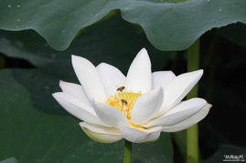 原生态徽菜的独特魅力 品种与特点探析