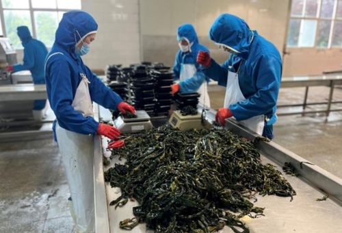 海带从大变小，产业由弱变强 拼多多助力荣成海带减损重振，融合原生态徽菜新机遇